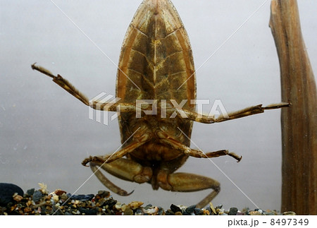 タガメ 8497349