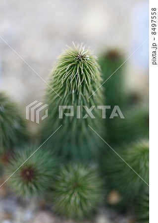 多肉植物　阿修羅 8497558