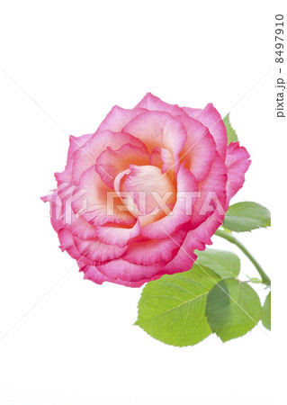 薔薇 薔薇 8497910