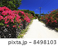 竹富島・ブーゲンビリア 8498103