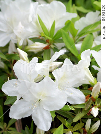 白いツツジ（琉球ツツジ） 8498120