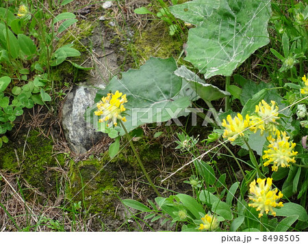 スイスアルプスの花を訪ねて 8498505