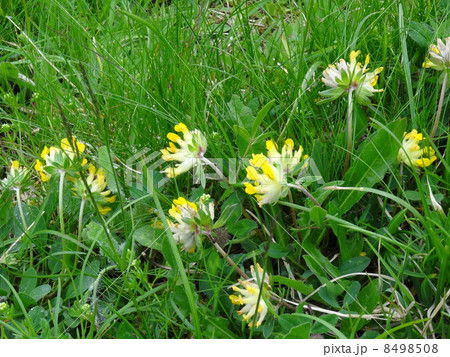 スイスアルプスの花を訪ねて 8498508