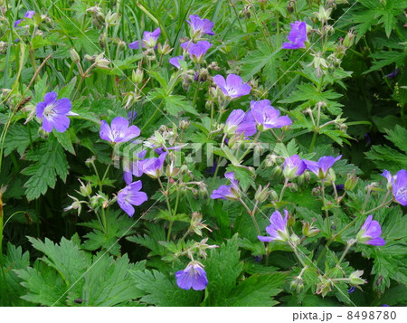 スイスアルプスの花を訪ねて 8498780