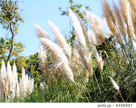 風に揺れるパンパスグラス:しろがねよし(白銀葭) 風に揺れるパンパスグラス:しろがねよし(白銀葭) 8498897