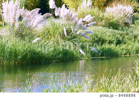 風に揺れるパンパスグラス:しろがねよし(白銀葭) 風に揺れるパンパスグラス:しろがねよし(白銀葭) 8498898