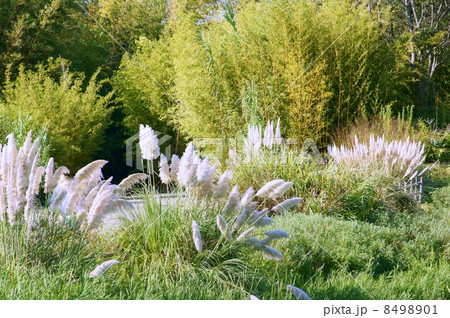 風に揺れるパンパスグラス：しろがねよし（白銀葭） 8498901