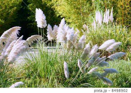 風に揺れるパンパスグラス:しろがねよし(白銀葭) 風に揺れるパンパスグラス:しろがねよし(白銀葭) 8498902