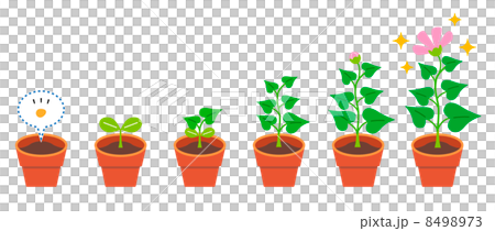 植物　育生　生長　イラスト 8498973