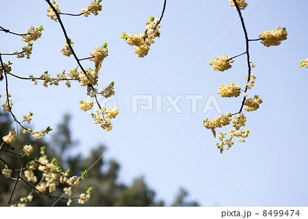 アオモジの花と青空 8499474