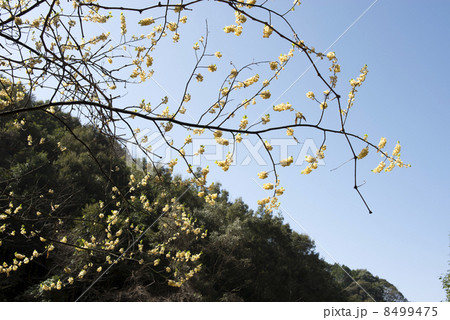 アオモジの花々 8499475
