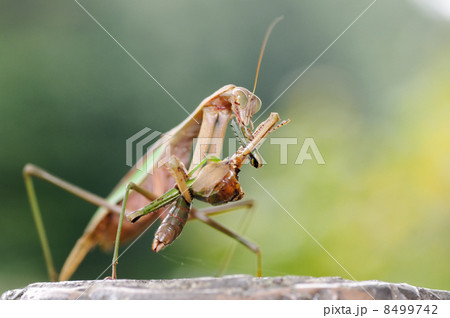 カマキリの食事の写真素材