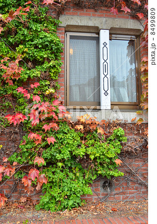 蔦の絡まる窓 8499809