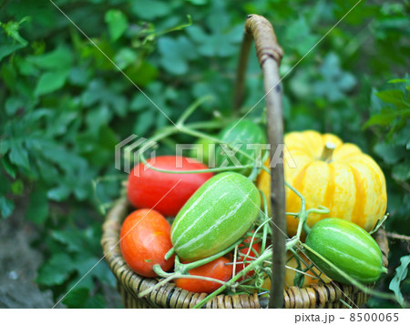 収穫 収穫 8500065