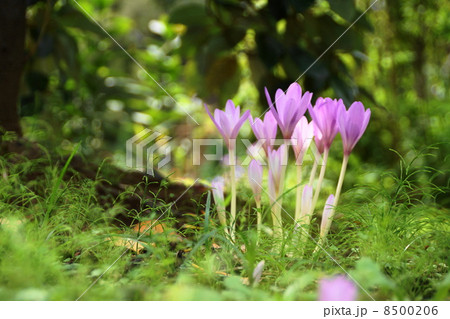 10月花　イヌサフラン・ユリ科54 8500206