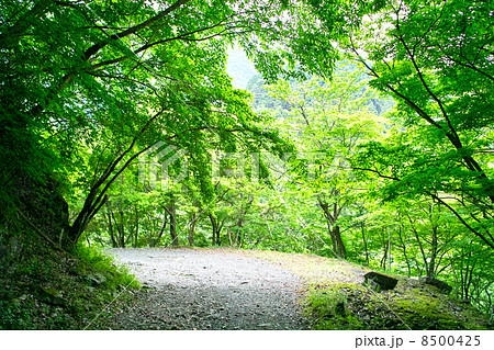 緑の林道 8500425