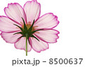 コスモス 8500637