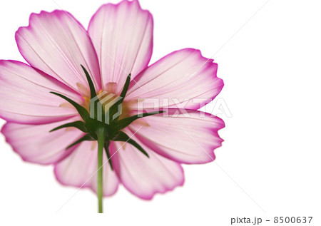 コスモス 8500637