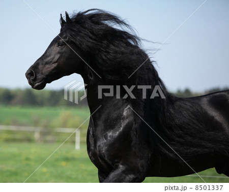 Gorgeous friesian stallion with long mane running on pasturage 8501337