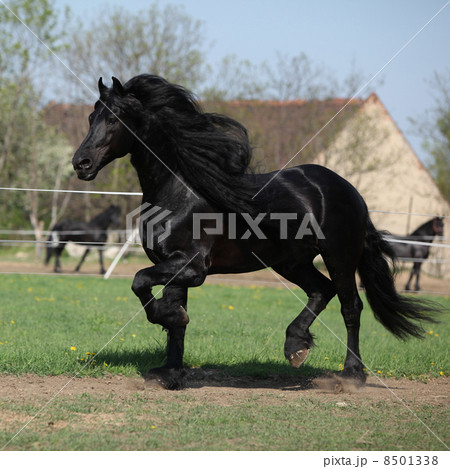 Gorgeous friesian stallion with long mane running on pasturage Gorgeous friesian stallion with long mane running on pasturage 8501338