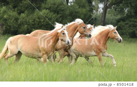 Batch of chestnut horses running together in freedom 8501418