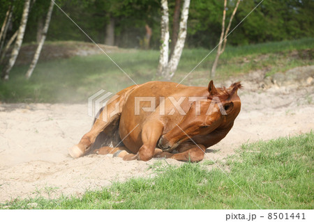 Chestnut horse rolling in the sand in hot summer 8501441