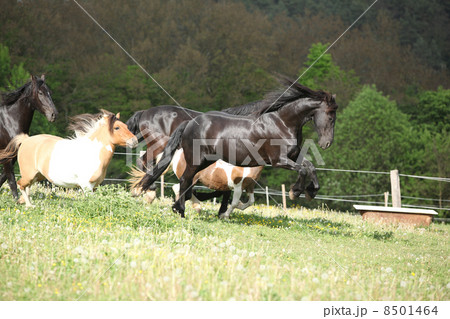 Friesian horse jumping while its ahead 8501464