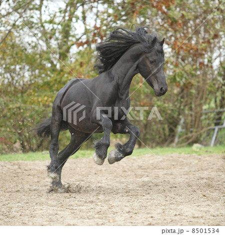 Black friesian stallion running on sand in autumn Black friesian stallion running on sand in autumn 8501534