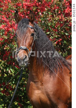 Beautiful brown andalusian stallion in front of red blossoms 8501544