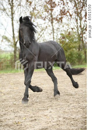 Nice friesian stallion running 8501550