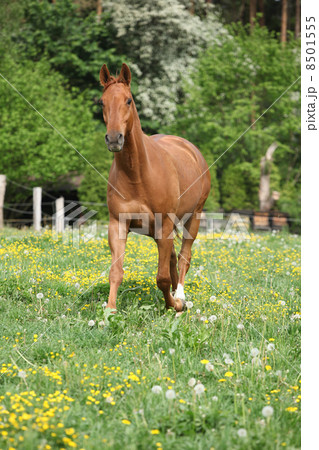 Chestnut warmblood running on green pasturage 8501555