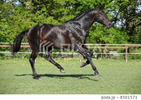 Nice black kwpn running on pasturage Nice black kwpn running on pasturage 8501571