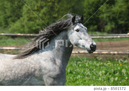 Nice carthusian stallion running Nice carthusian stallion running 8501572