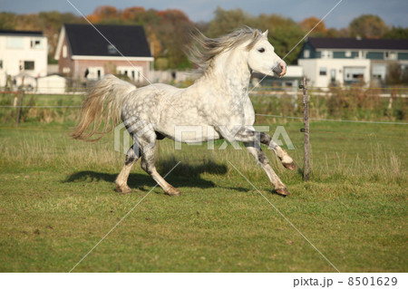 Grizlly welsh mountain pony stallion running Grizlly welsh mountain pony stallion running 8501629