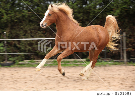 Welsh pony stallion chestnut with blond hair 8501693