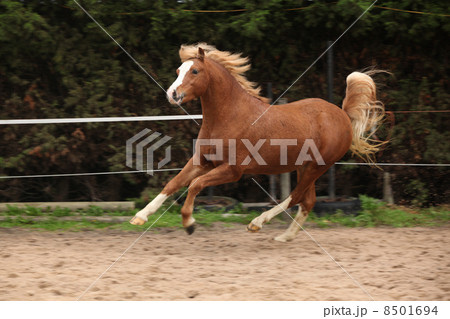 Welsh pony stallion chestnut with blond hair Welsh pony stallion chestnut with blond hair 8501694