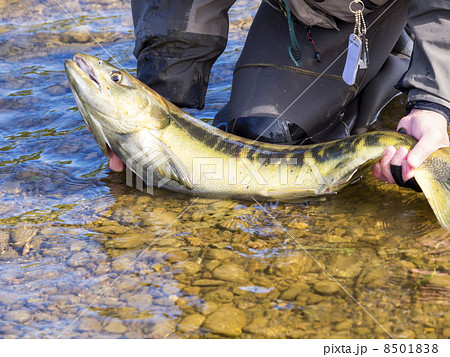 オス鮭の全身（手持ち） 8501838