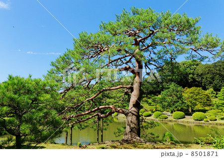 六義園の松の木と青い空 8501871