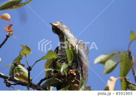 ツツドリ 8501905