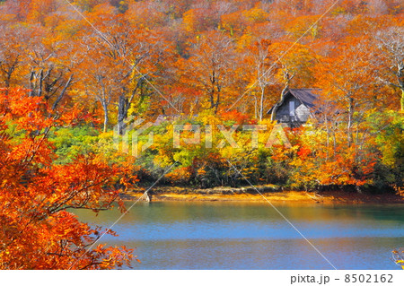 紅葉の須川湖 8502162