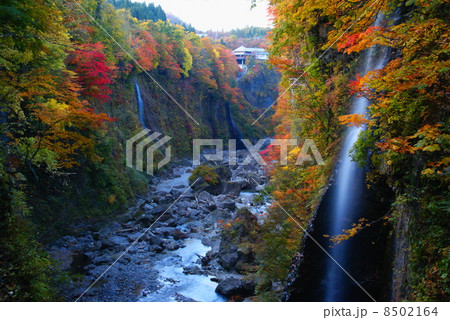 紅葉の小安峡 8502164