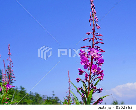 ヤナギラン 花言葉 高原の美女 Chamerion Angustifoliumの写真素材