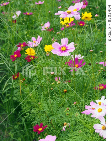 写真素材:コスモス 10月上旬撮影 写真素材:コスモス 10月上旬撮影 8502404