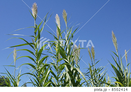 ダンチク 8502414