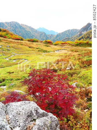 紅葉の平ノ池 紅葉の平ノ池 8502427