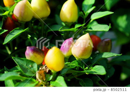 トウガラシ 花言葉:旧友 Capsicum annuum L. var. Acuminatum トウガラシ 花言葉:旧友 Capsicum annuum L. var. Acuminatum 8502511
