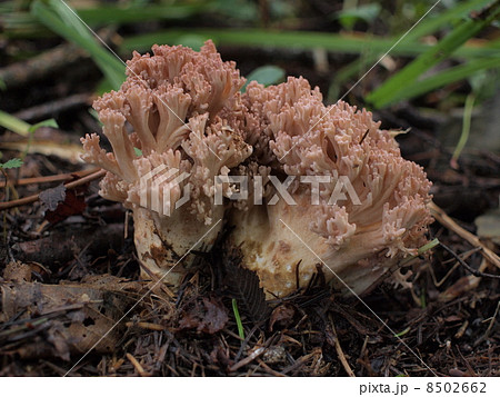 ホウキタケ 8502662