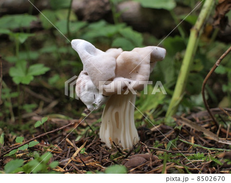 ノボリリュウタケ 8502670