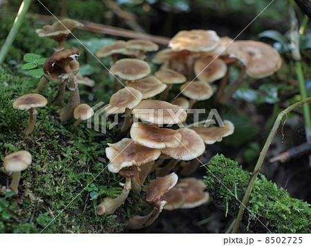 ナラタケ 8502725