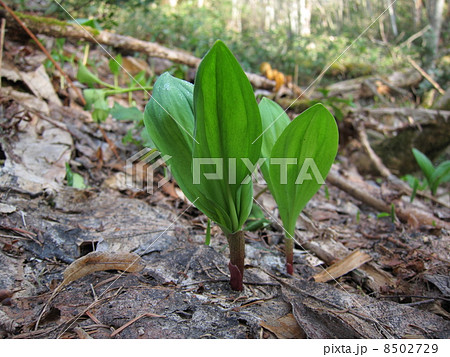行者にんにく 行者にんにく 8502729